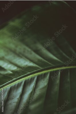 Papier peint  Dark moody green leaf of a palm. Strelitzia. Bird of paradise plant. Houseplant.