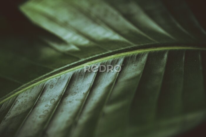 Papier peint  Dark moody green leaf of a palm. Strelitzia. Bird of paradise plant. Houseplant.