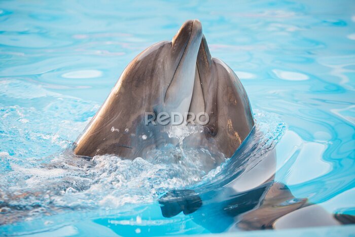 Papier peint  Dauphins se câlinant