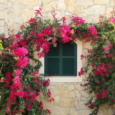 Papier peint  De belles fleurs à la fenêtre d'une maison