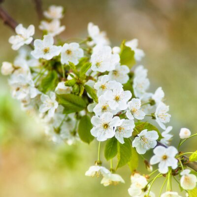 De belles fleurs de cerisier délicates