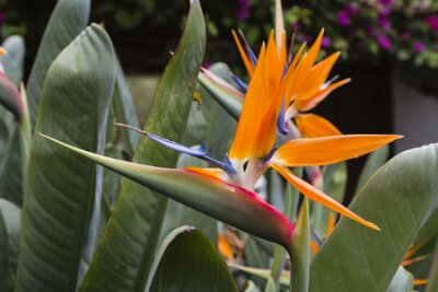 Papier peint  De belles fleurs de Strelitzia à Tenerife, en Espagne.