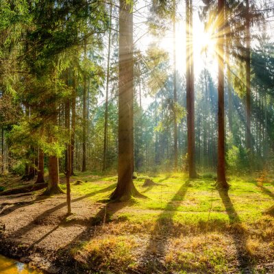 Papier peint  De grands arbres au soleil