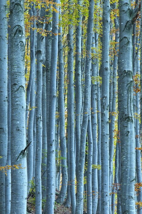 Papier peint  De hauts troncs de bouleaux