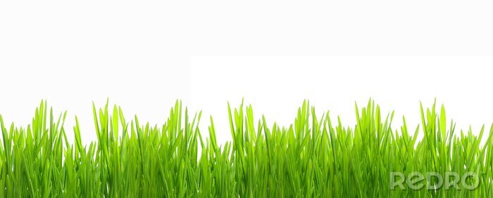 Papier peint  De l'herbe fraîche et verte