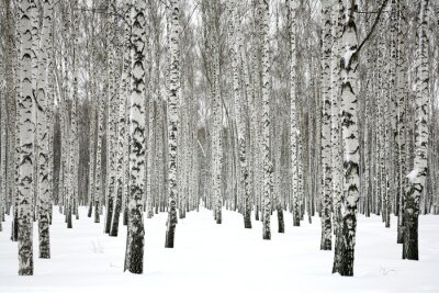 De la neige dans une forêt de bouleaux