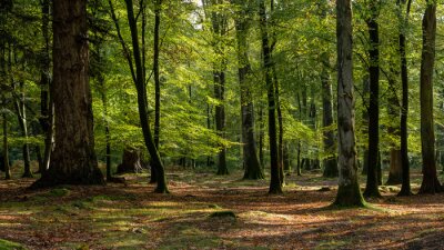 Papier peint  Début d'automne dans la forêt
