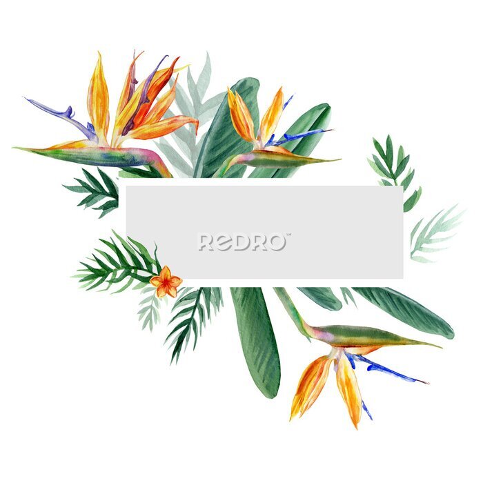 Papier peint  Decorative frame Bird of paradise flower, watercolor Strelitzia reginae, crane flower hand drawn botanical illustration isolated on white backdrop, exotic tropical plant branch Strelicia greeting card