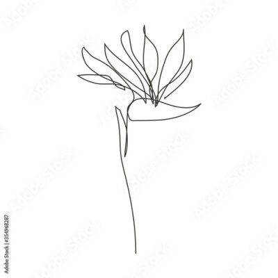 Papier peint  Decorative hand drawn strelitzia flower, design element. Can be used for cards, invitations, banners, posters, print design. Continuous line art style