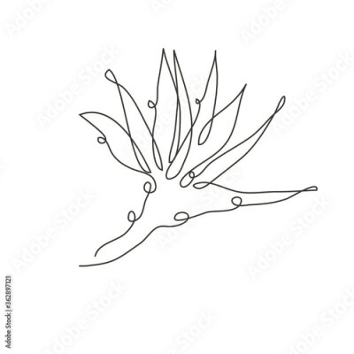Papier peint  Decorative hand drawn strelitzia flower, design element. Can be used for cards, invitations, banners, posters, print design. Continuous line art style