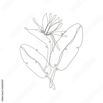 Papier peint  Decorative hand drawn strelitzia flower, design element. Can be used for cards, invitations, banners, posters, print design. Continuous line art style