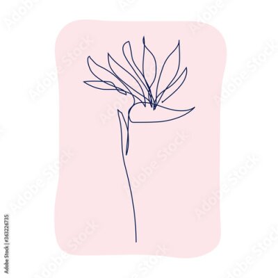 Papier peint  Decorative hand drawn strelitzia flower, design element. Can be used for cards, invitations, banners, posters, print design. Continuous line art style