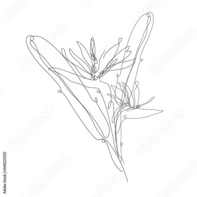 Papier peint  Decorative hand drawn strelitzia flower, design element. Can be used for cards, invitations, banners, posters, print design. Continuous line art style