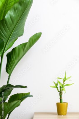 Papier peint  Decorative house plants, a small lucky bamboo (Dracaena sanderiana) plant on wooden desk besides Giant White Bird of Paradise Plant (Strelitzia nicolai), adding freshness and vibrancy to home interior