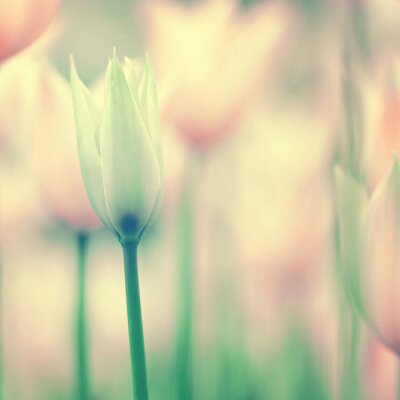 Papier peint  Délicate Tulipe en Fleur