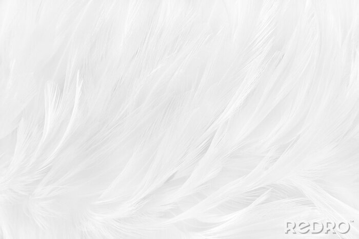 Papier peint  Délicates plumes blanches comme neige