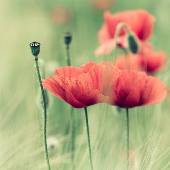 Papier peint  Délicats coquelicots rouges et nature