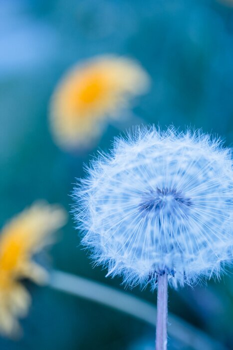 Papier peint  Dent-de-lion sur les fleurs de pissenlit