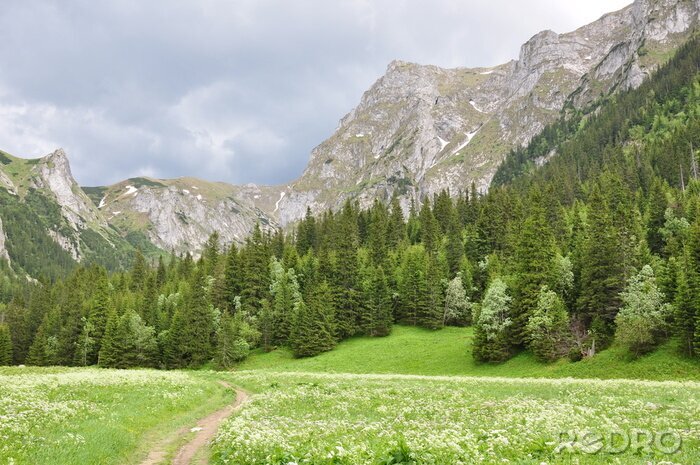 Papier peint  Des arbres de Noël verts au pied des montagnes