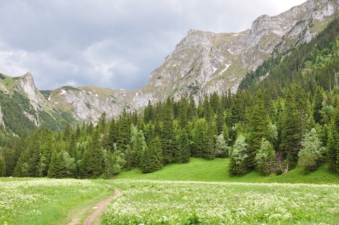Papier peint  Des arbres de Noël verts au pied des montagnes