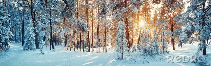 Papier peint  Des arbres de pin recouverts de neige le soir glacé. Beau panorama hivernal