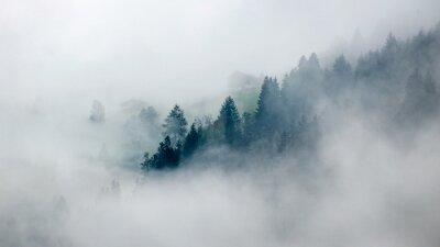 Papier peint  Des arbres qui disparaissent dans le brouillard