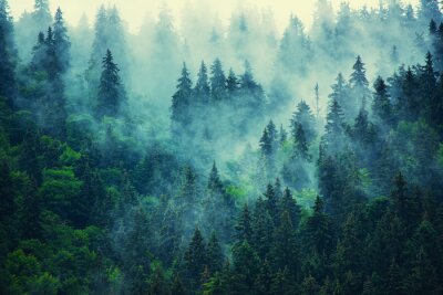 Des arbres sombres dans le brouillard