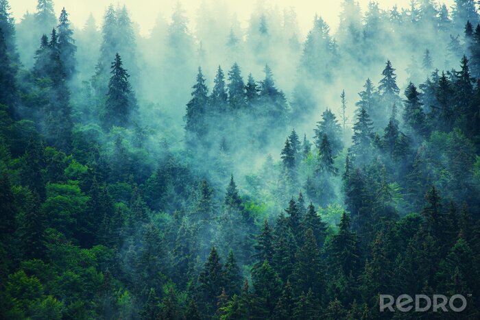 Papier peint  Des arbres sombres dans le brouillard