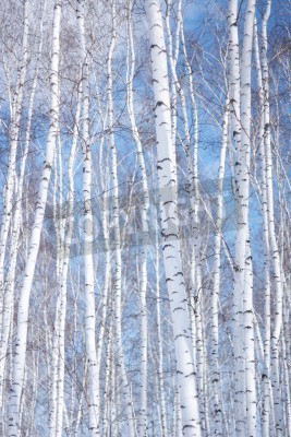 Papier peint  Des bouleaux brillants contre le ciel