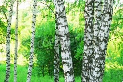Papier peint  Des bouleaux dans la forêt le matin