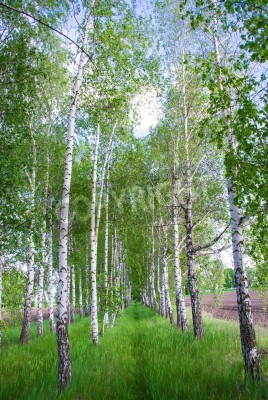Papier peint  Des bouleaux dans une clairière