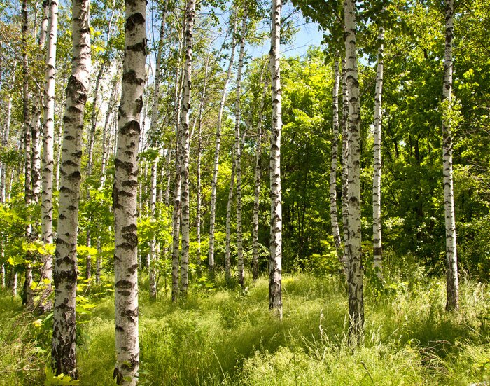 Papier peint  Des bouleaux ensoleillés dans la forêt