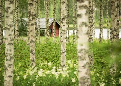 Papier peint  Des bouleaux et un chalet en arrière-plan