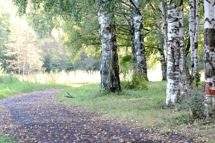 Papier peint  Des bouleaux et une allée dans le parc