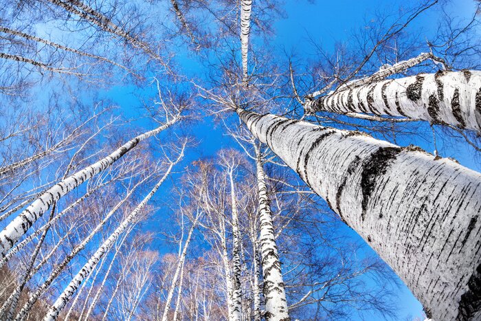 Papier peint  Des bouleaux l'hiver vus en contre-plongée