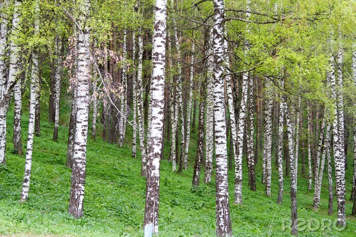 Papier peint  Des bouleaux sur une colline