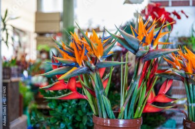 Papier peint  Des bouquets de strelitzias au marché de Funchal.