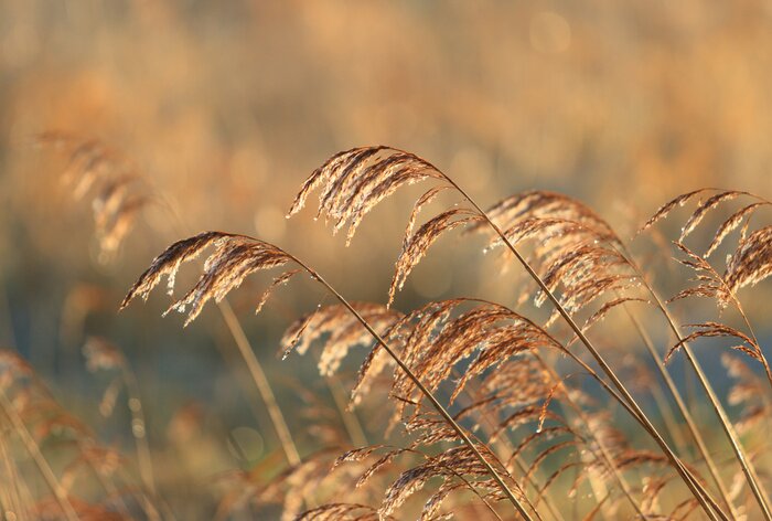 Papier peint  Des brins d'herbe immortalisés