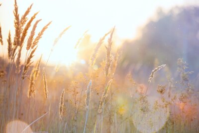 Papier peint  Des céréales et des herbes dans la lumière dorée du matin