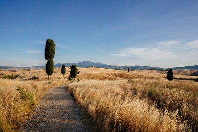 Papier peint  Des champs dorés en Toscane