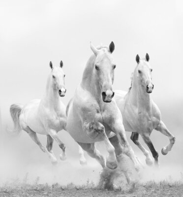 Des chevaux blancs dans une poussière blanche
