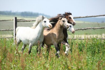 Des chevaux heureux qui galopent
