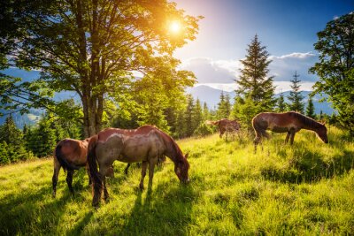 Papier peint  Des chevaux sales paissent dans les pâturages éclairés par le soleil. Lieu place Carpates, Ukraine, Europe. Monde de la beauté.