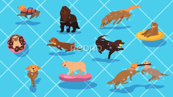 Papier peint  Des chiens jouant dans une piscine