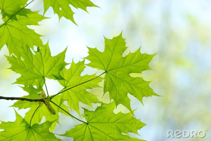 Papier peint  Des feuilles vertes comme la nature