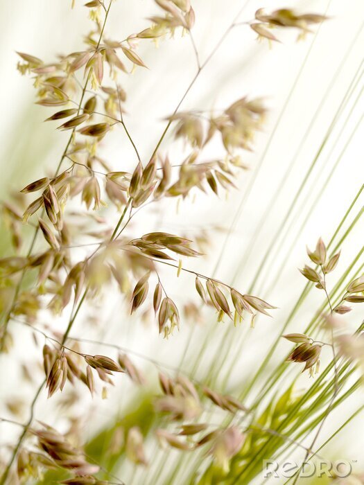 Papier peint  Des graminées vues de près