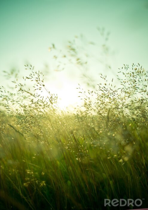 Papier peint  Des herbes fines se balançaient dans le vent.