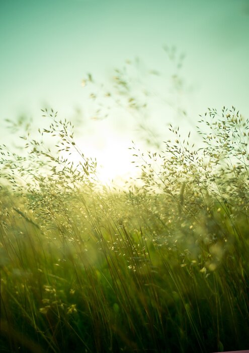 Papier peint  Des herbes fines se balançaient dans le vent.