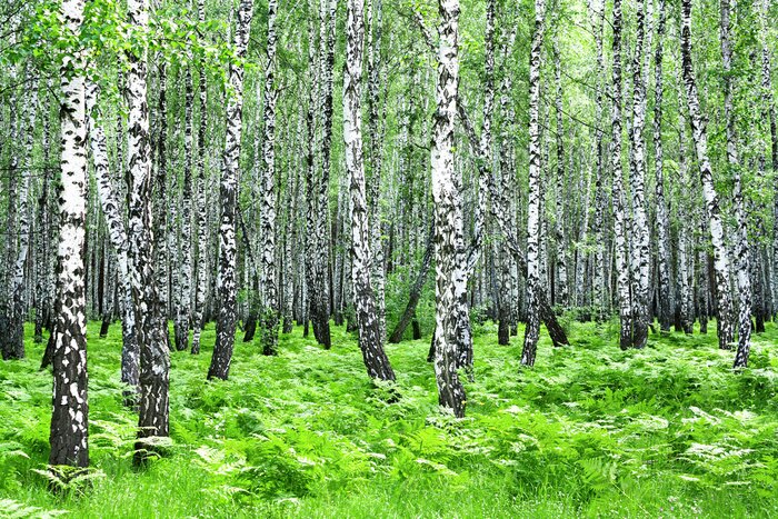 Papier peint  Des herbes vertes près des bouleaux
