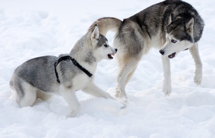 Papier peint  Des husky gris dans la neige